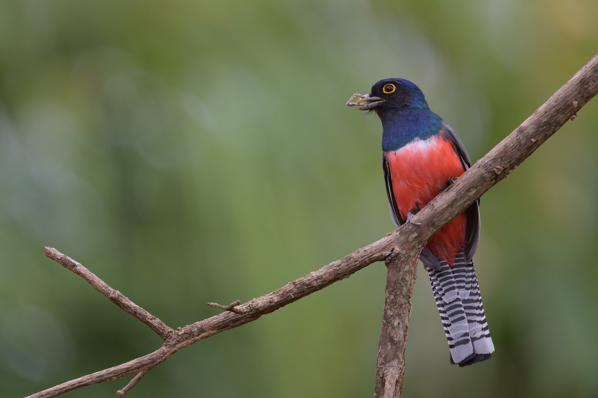 Blue-crowned Trogon - ML645767885