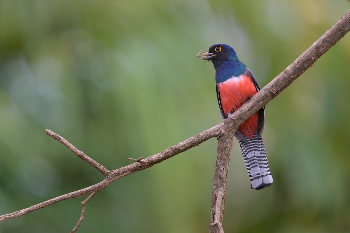 Blue-crowned Trogon - ML645767886