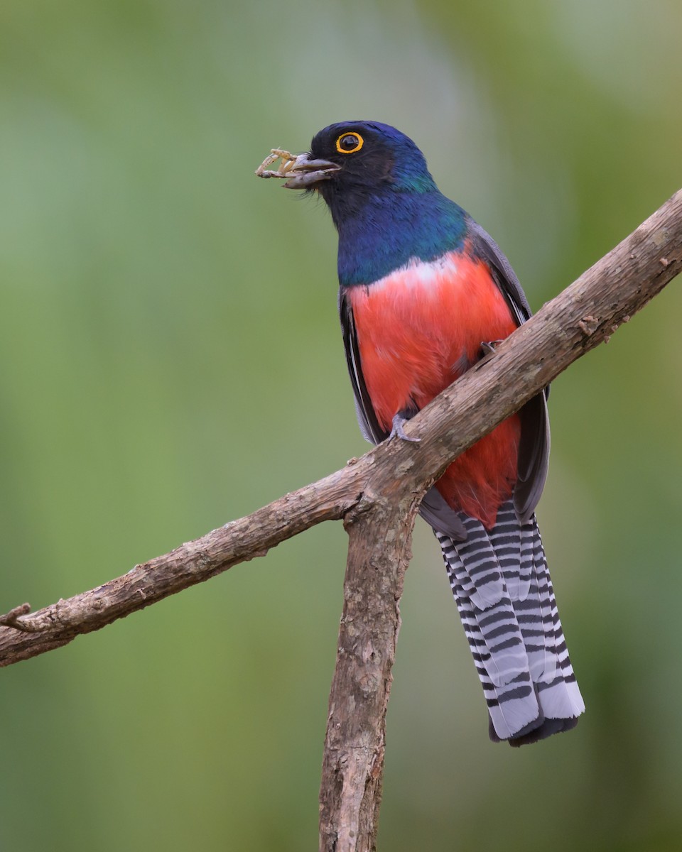 Blue-crowned Trogon - ML645767887