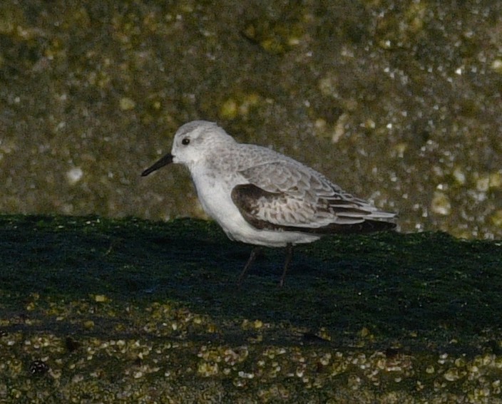 Sanderling - ML645767892