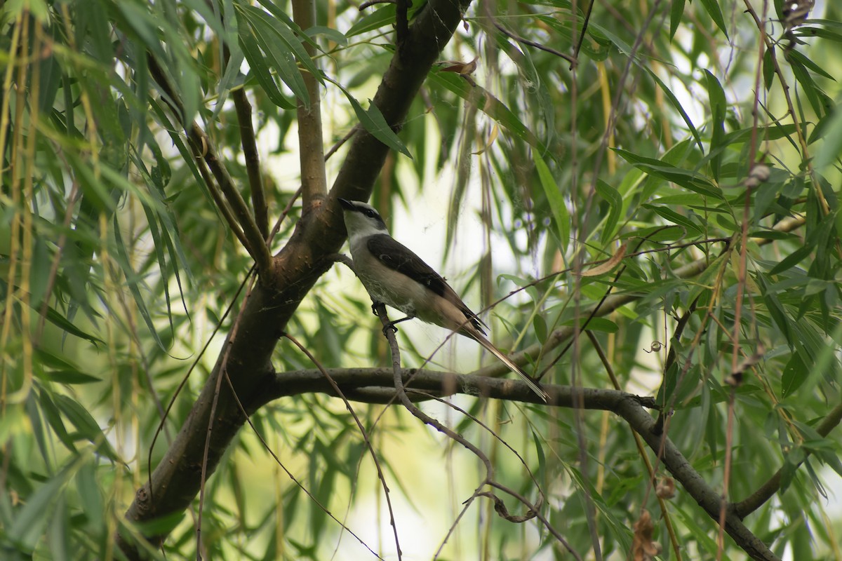 Brown-rumped Minivet - ML645767904