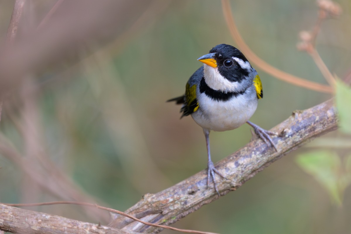 Saffron-billed Sparrow - ML645767907
