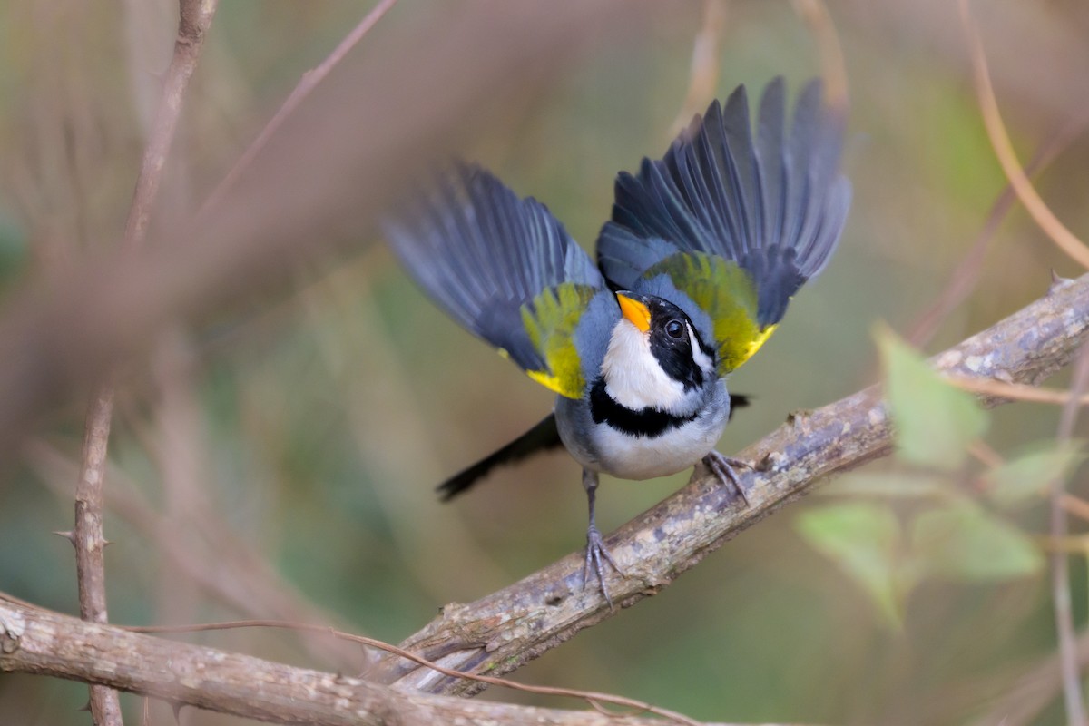 Saffron-billed Sparrow - ML645767908