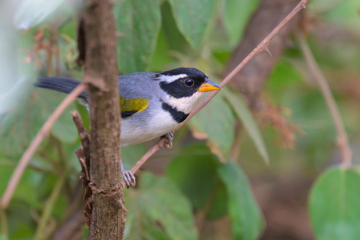 Saffron-billed Sparrow - ML645767909