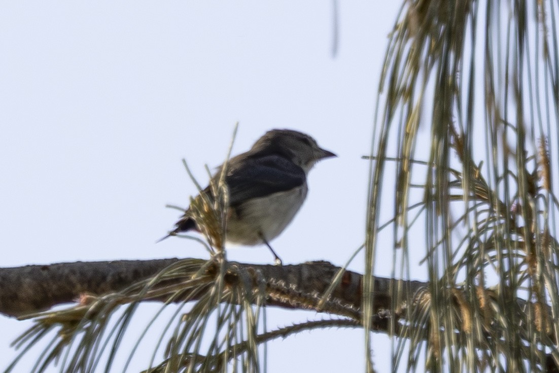 Mistletoebird - ML645767924