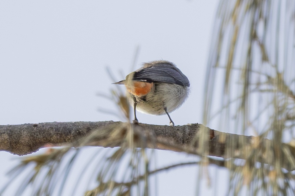 Mistletoebird - ML645767925