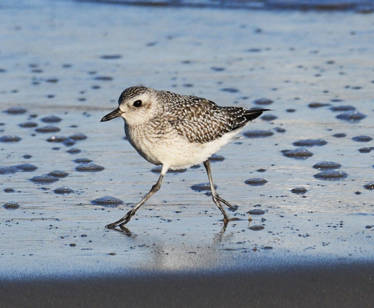 Black-bellied Plover - ML645767928