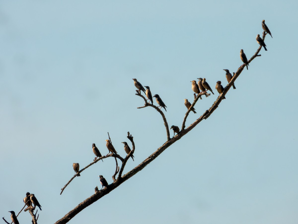 Rosy Starling - ML645767934