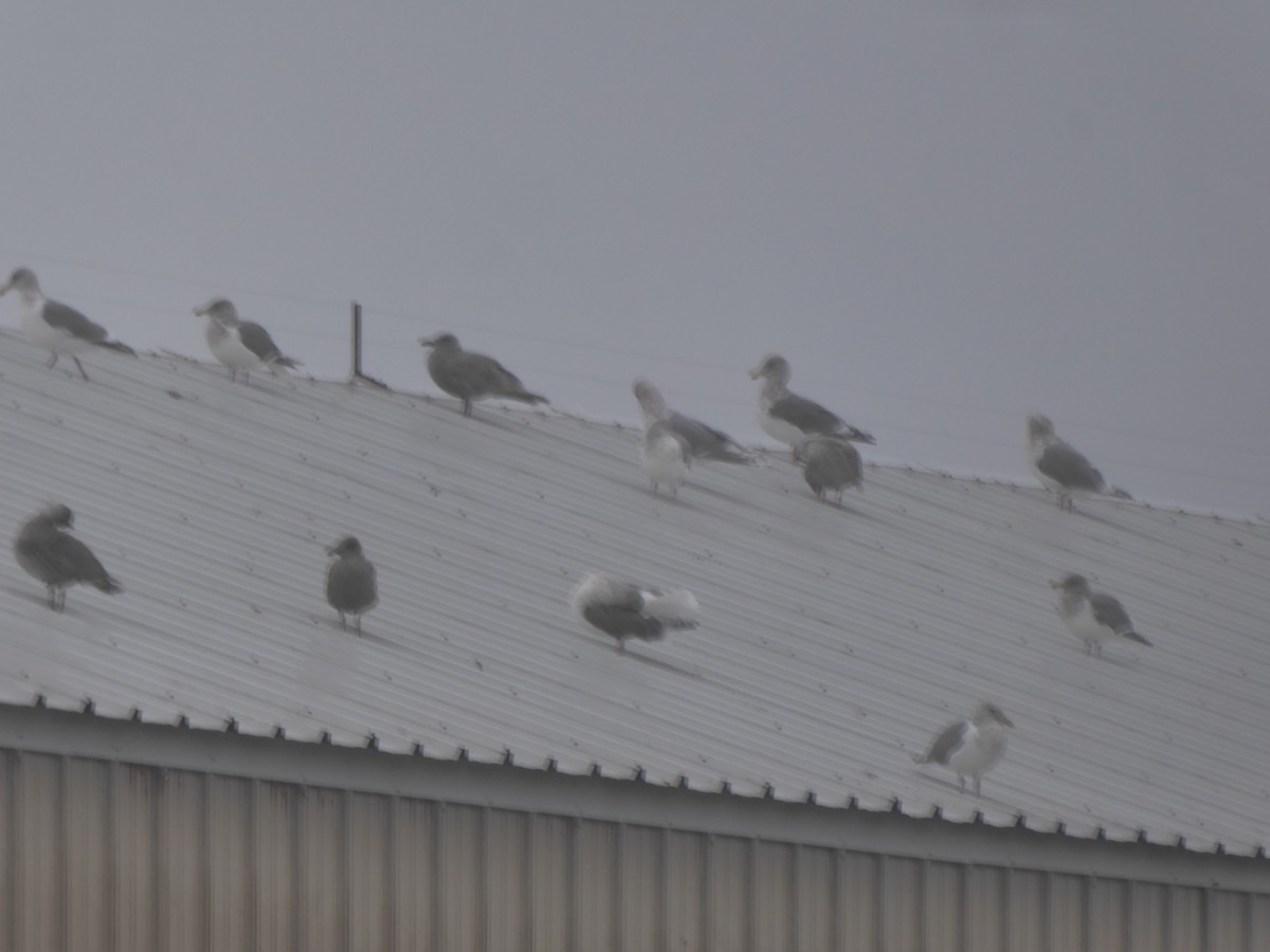 Western x Glaucous-winged Gull (hybrid) - ML645767936