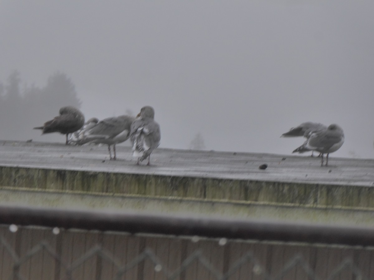 Western x Glaucous-winged Gull (hybrid) - ML645767938