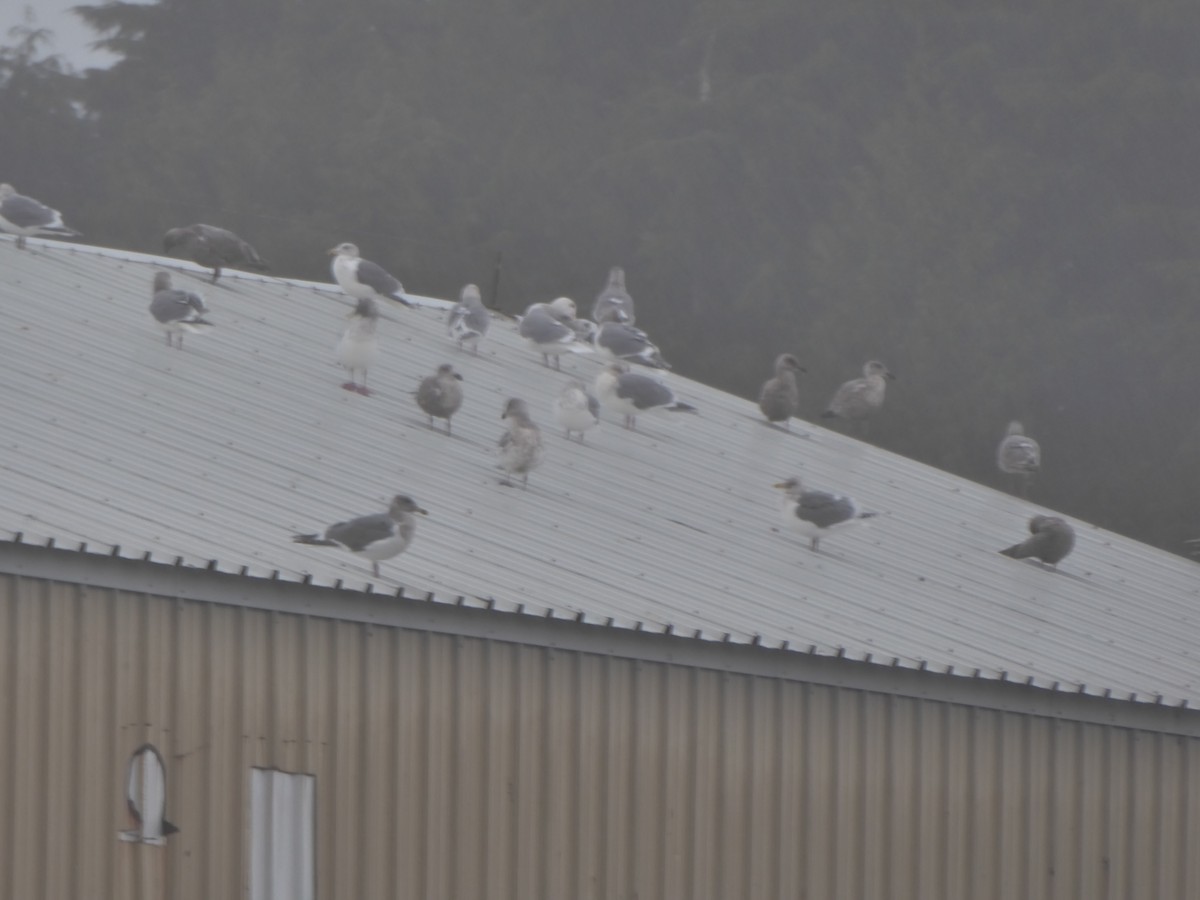 Western x Glaucous-winged Gull (hybrid) - ML645767939