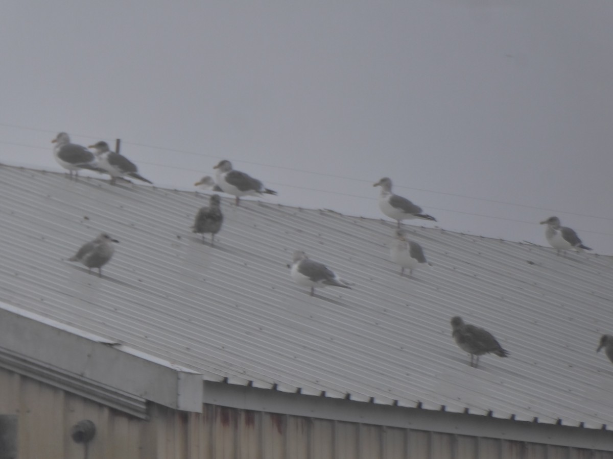Western x Glaucous-winged Gull (hybrid) - ML645767940