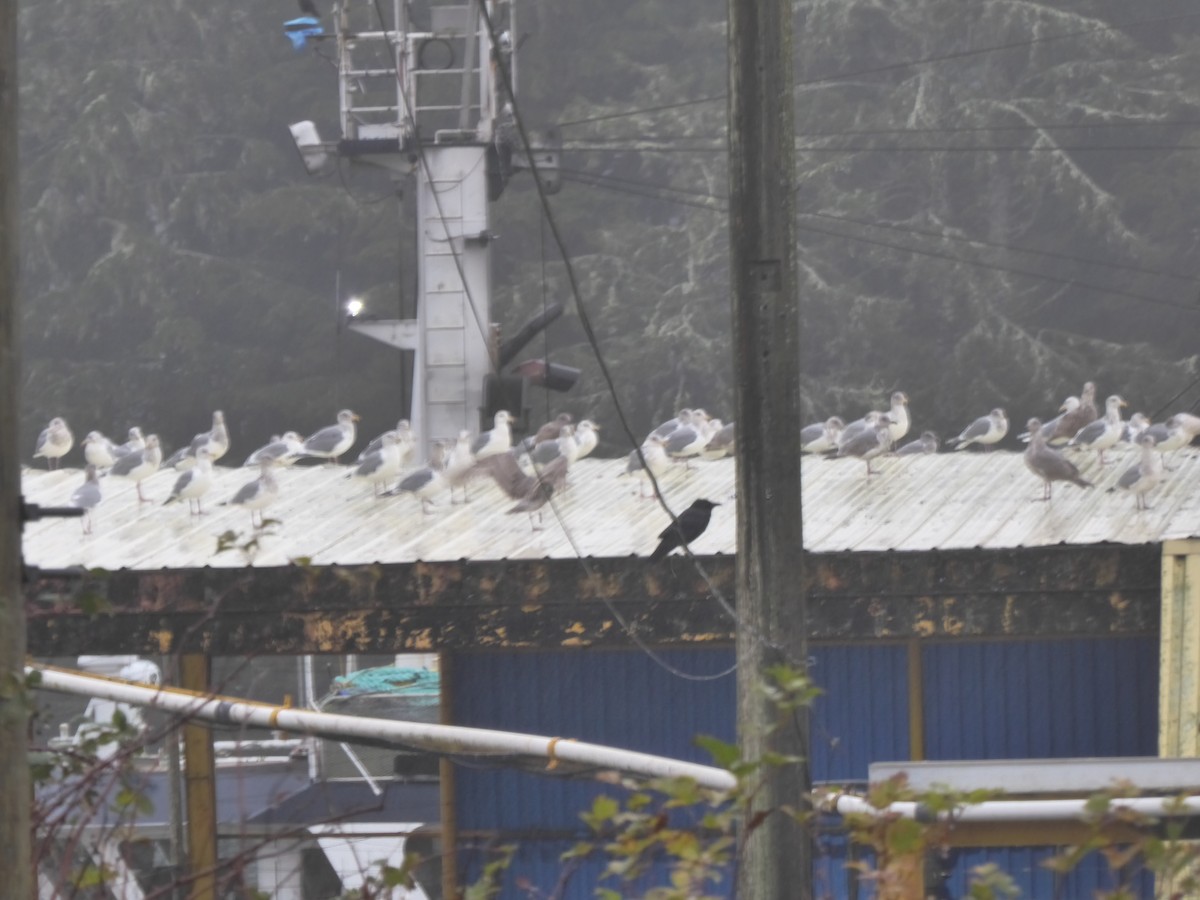 Western x Glaucous-winged Gull (hybrid) - ML645767941