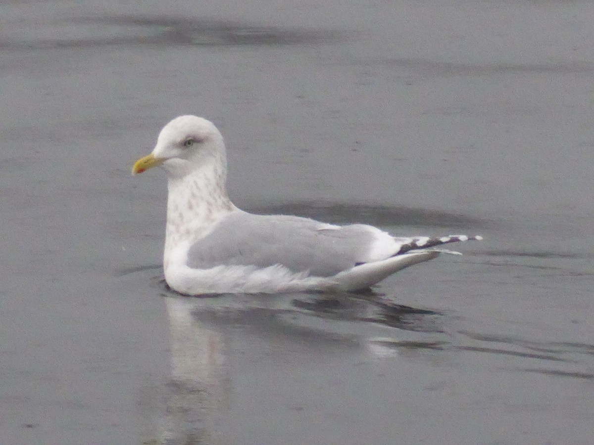 Iceland Gull (Thayer's) - ML645767944