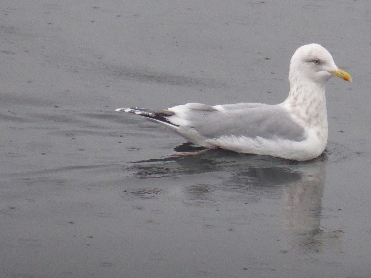 Iceland Gull (Thayer's) - ML645767945