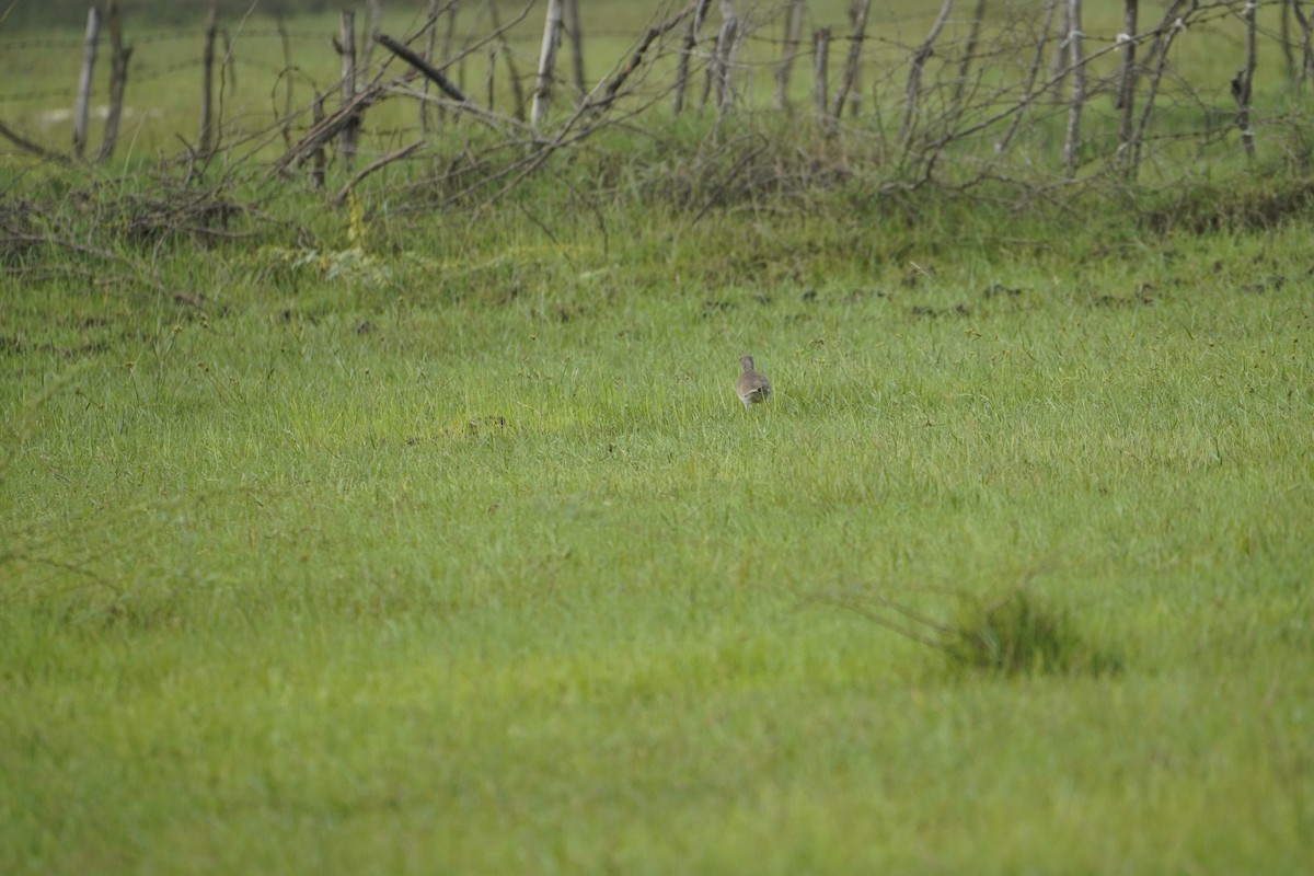 Gray-headed Lapwing - ML645767949