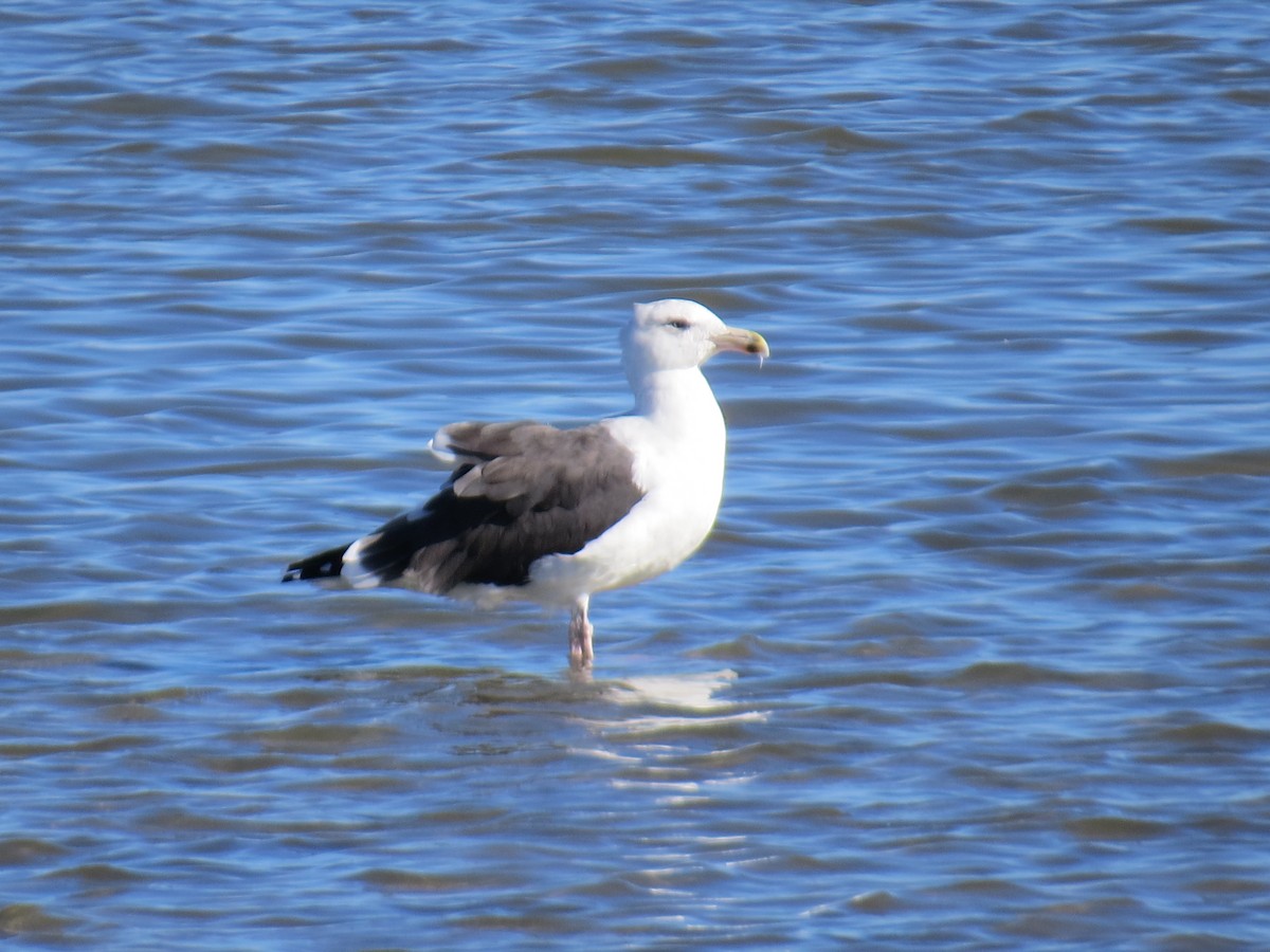 Great Black-backed Gull - ML645767955