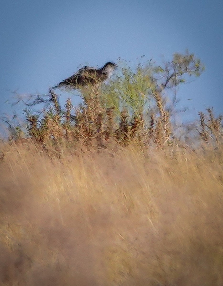 Augur Buzzard (Augur) - ML645767957
