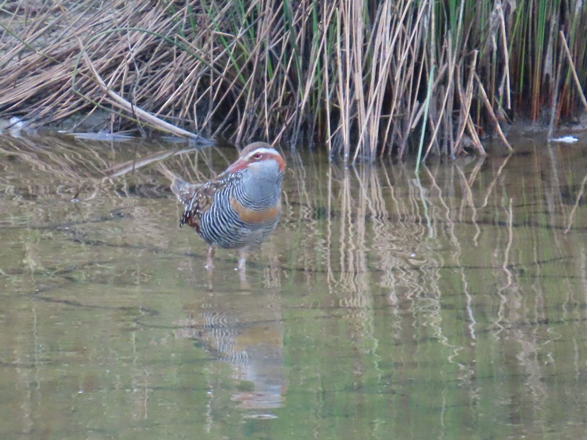Buff-banded Rail - ML645767958