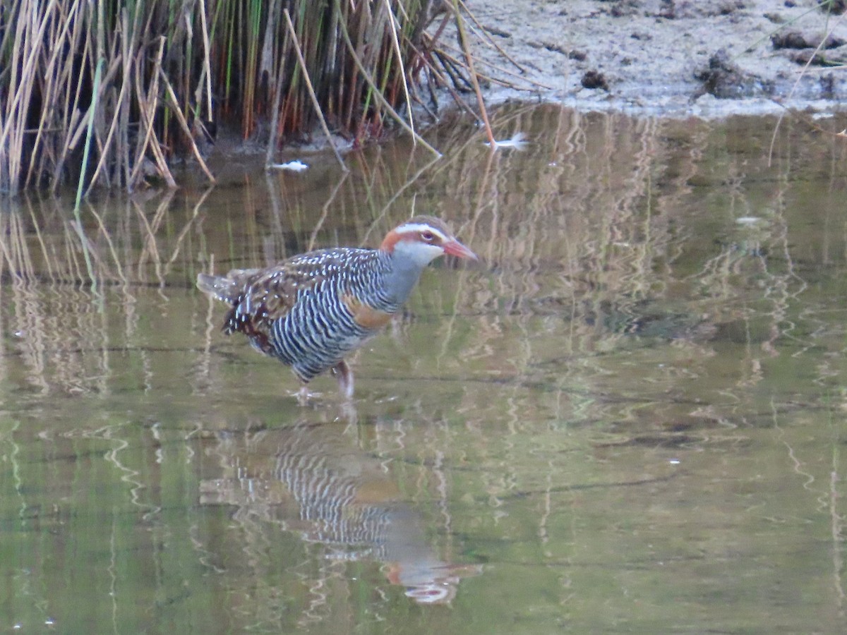 Buff-banded Rail - ML645767959