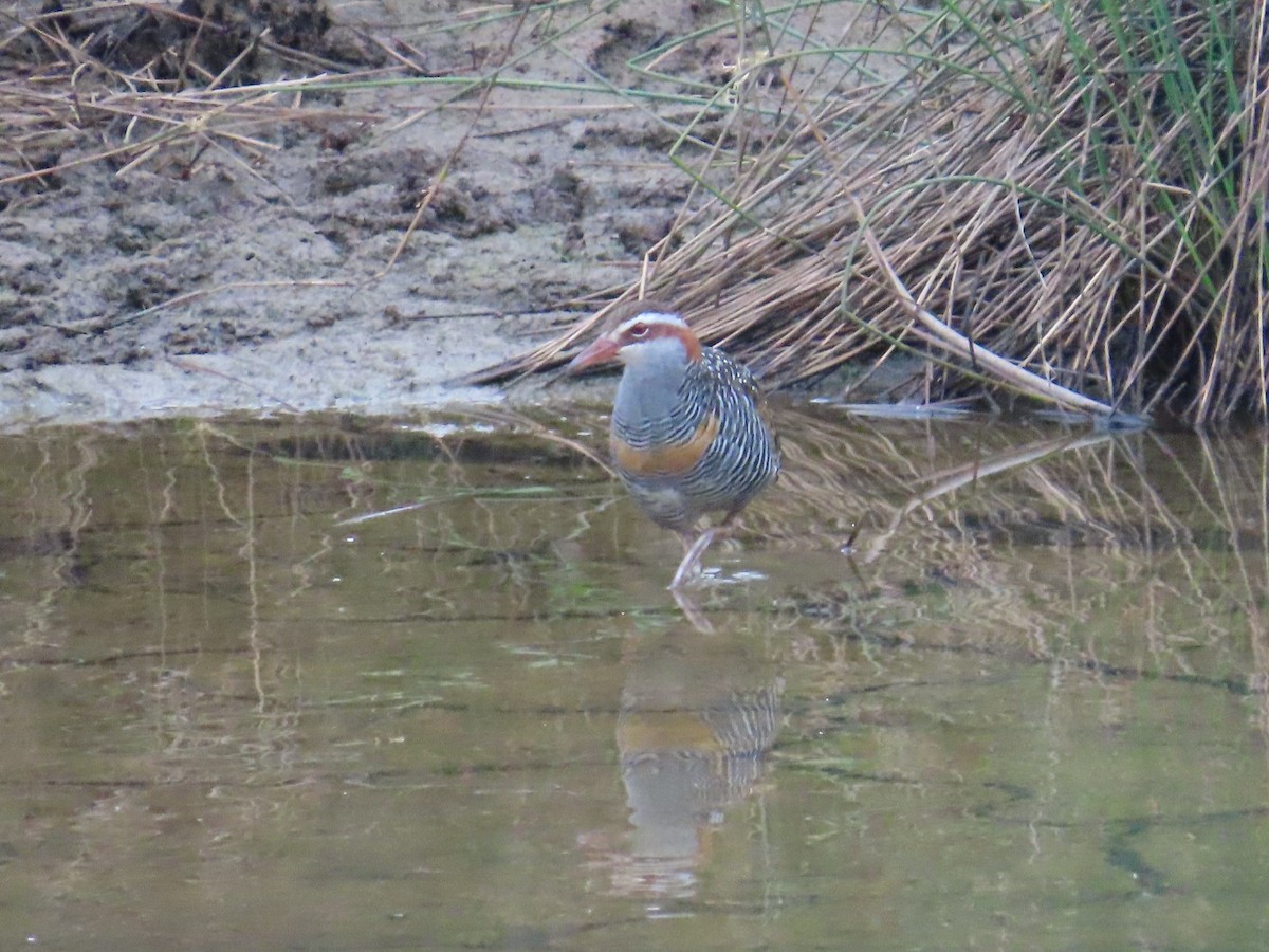 Buff-banded Rail - ML645767960