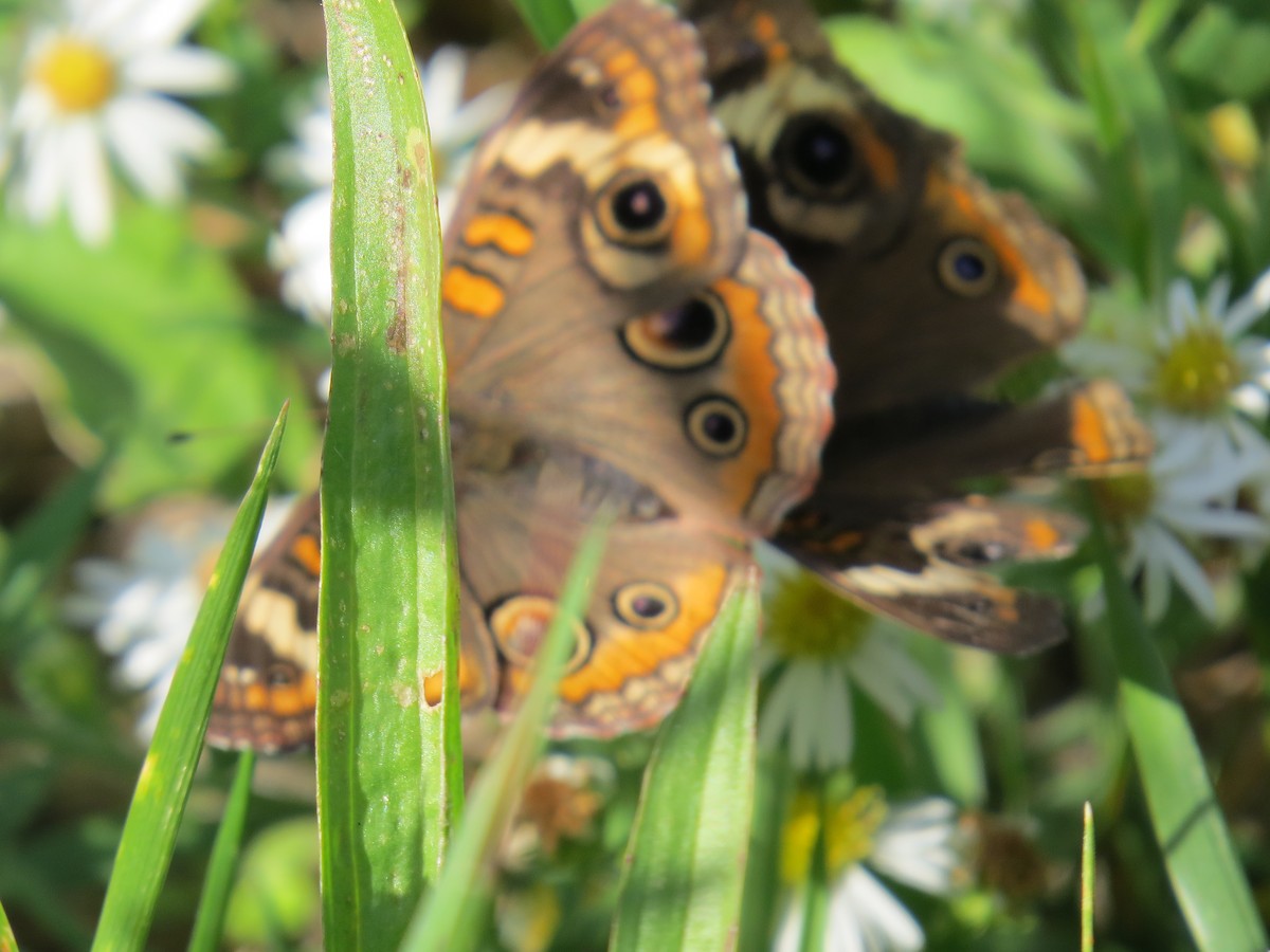 Common Buckeye - ML645767971