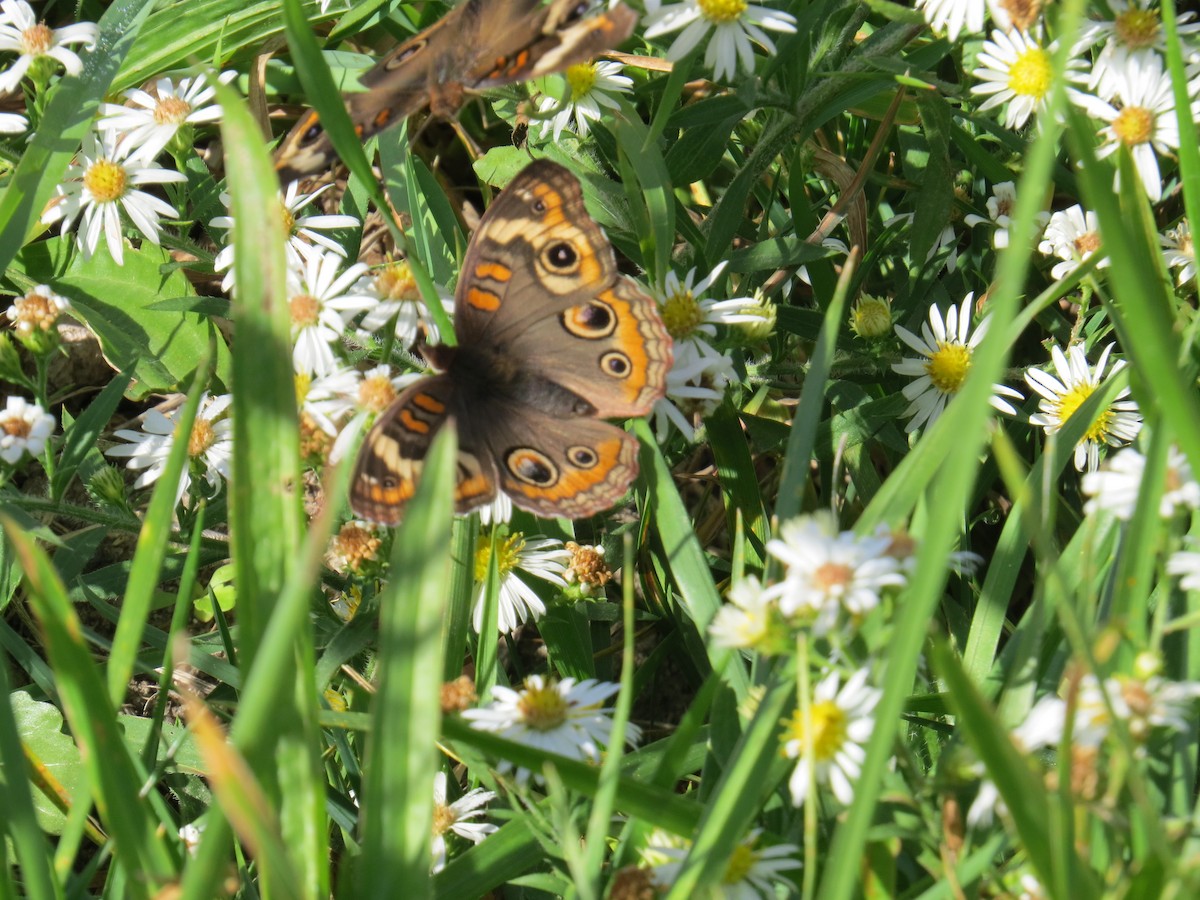 Animals - ML645767972