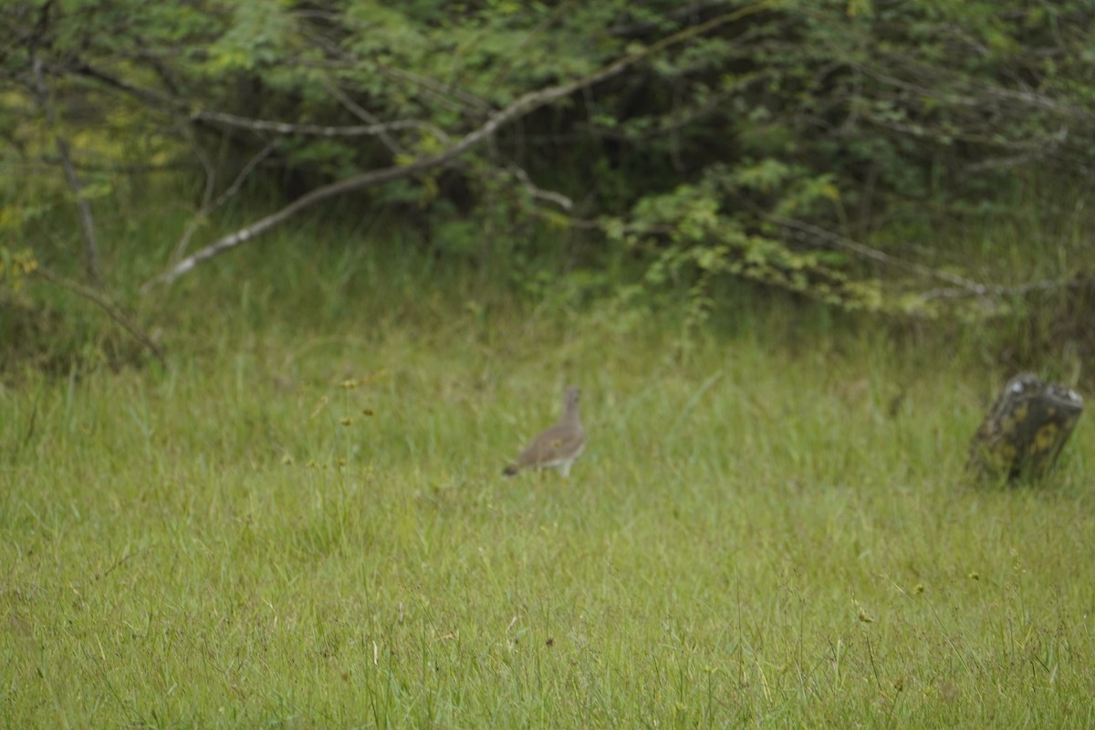 Gray-headed Lapwing - ML645767974