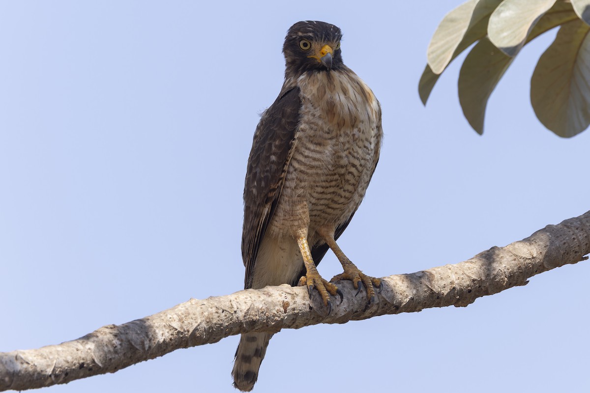 Roadside Hawk - ML645767975