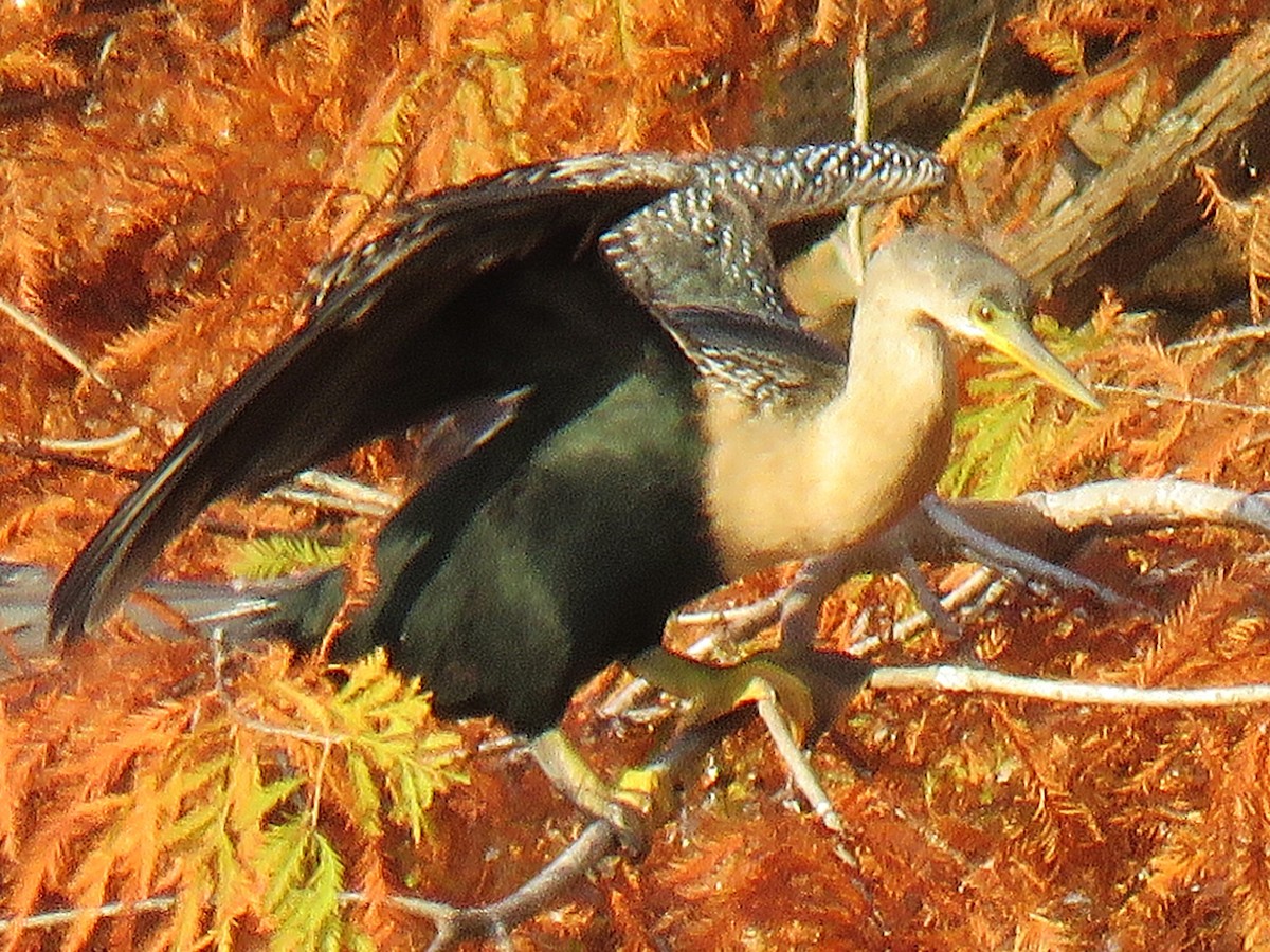 Anhinga - ML645767976