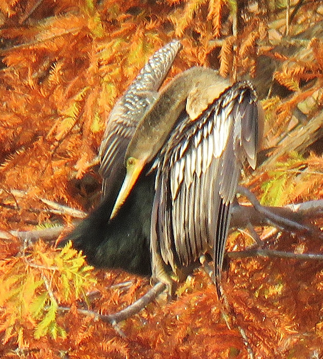 Anhinga - ML645767977