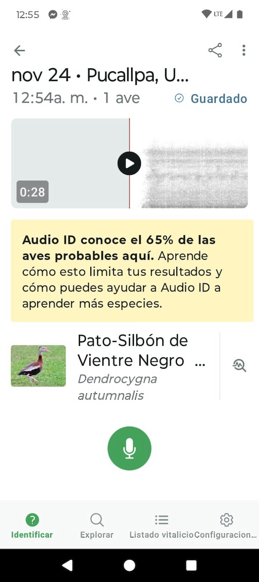 Black-bellied Whistling-Duck - ML645767978