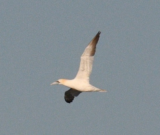 Northern Gannet - ML645767979