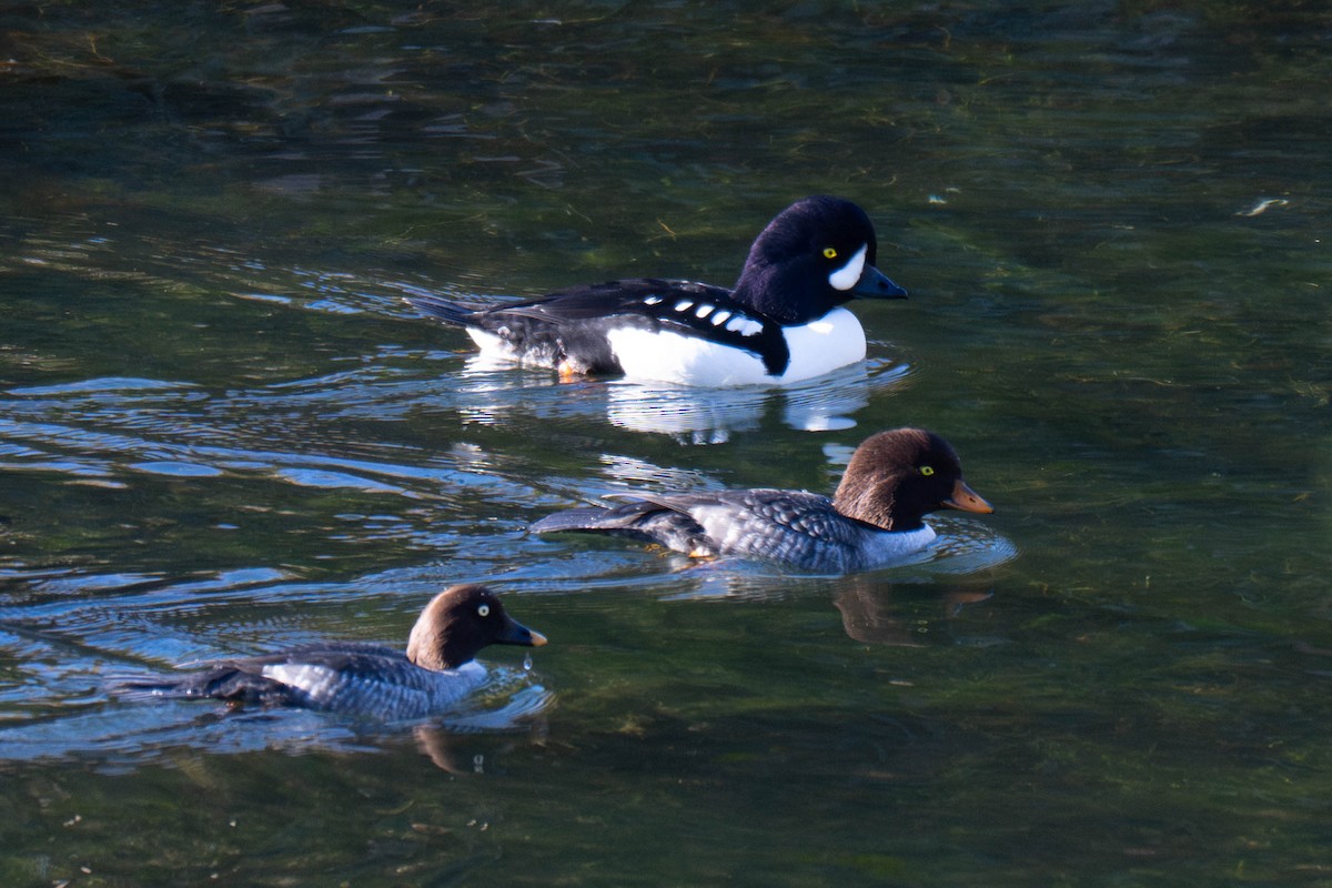 Barrow's Goldeneye - ML645767980