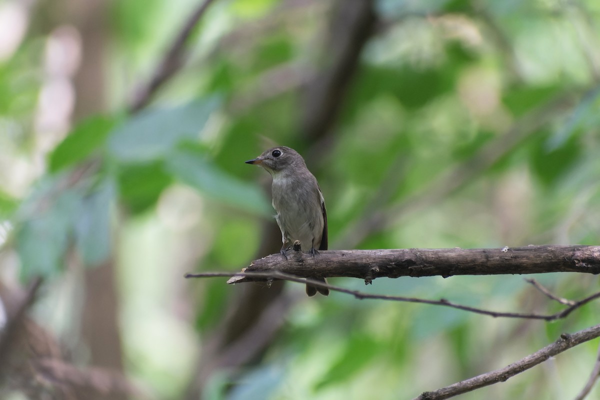 Asian Brown Flycatcher - ML645767981