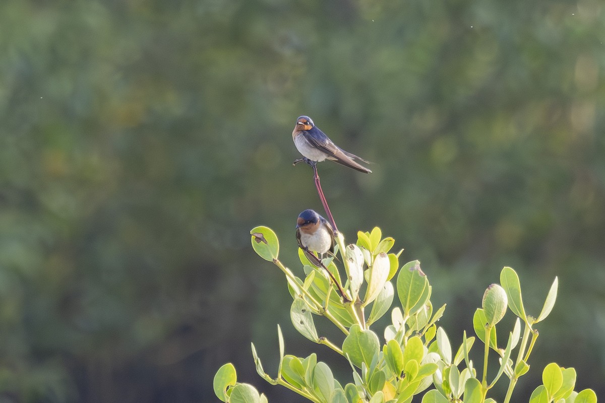 Welcome Swallow - ML645767982