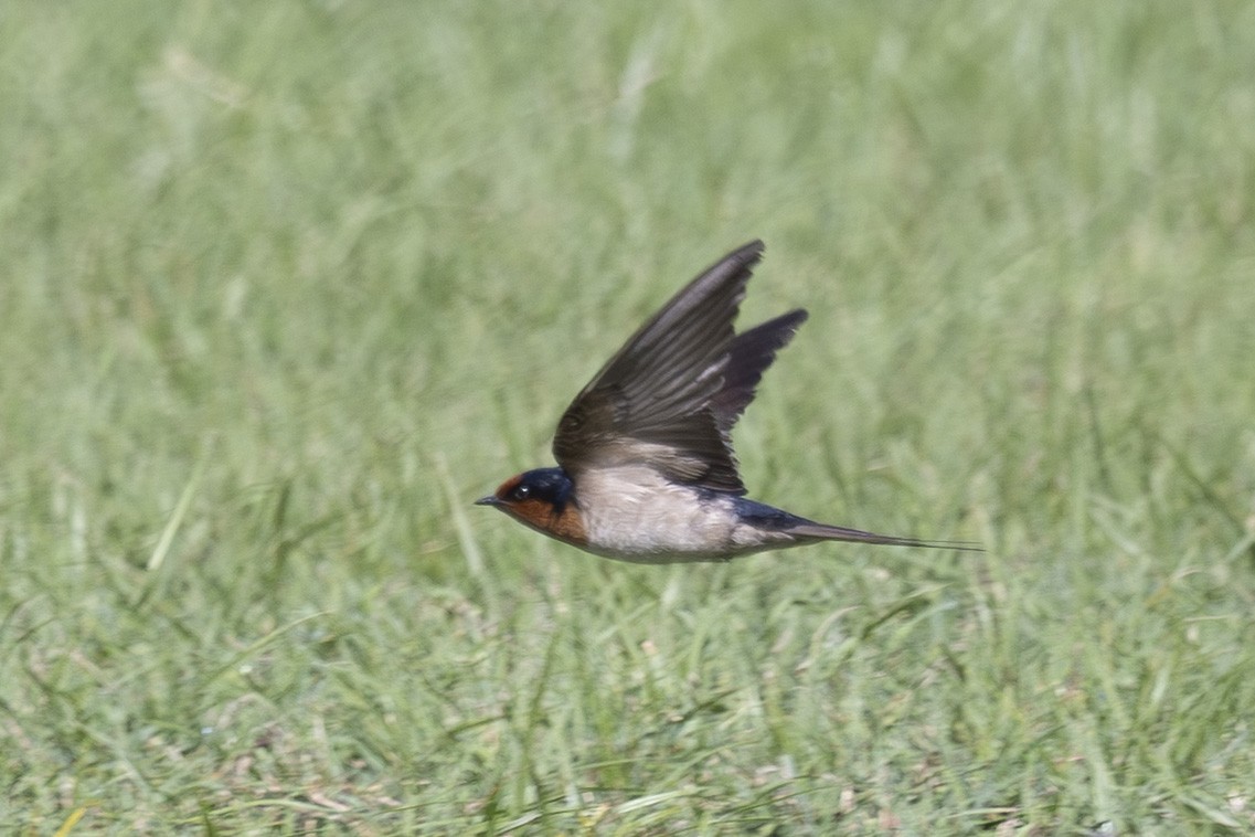 Welcome Swallow - ML645767983