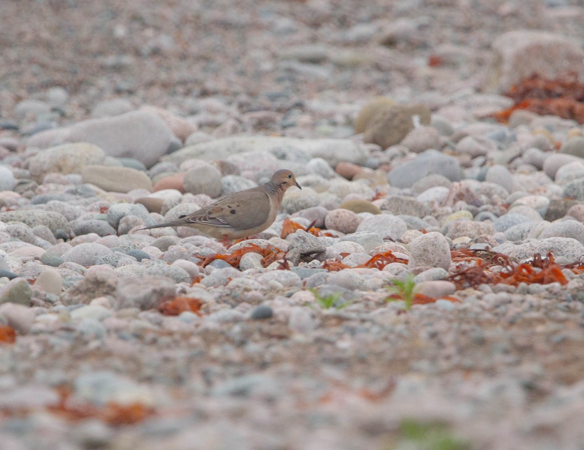 Mourning Dove - ML645767986