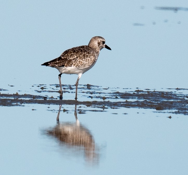 Black-bellied Plover - ML645767987
