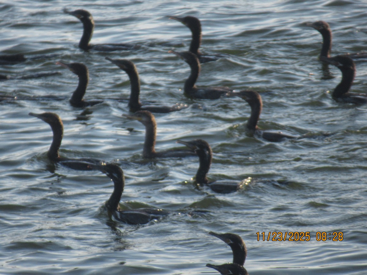 Double-crested Cormorant - ML645767988
