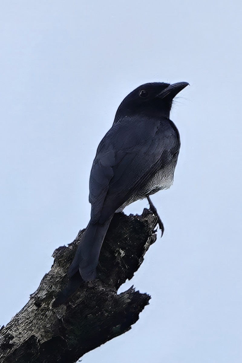 White-bellied Drongo - ML645767989