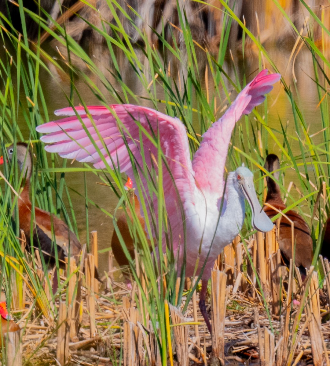 Roseate Spoonbill - ML645767991