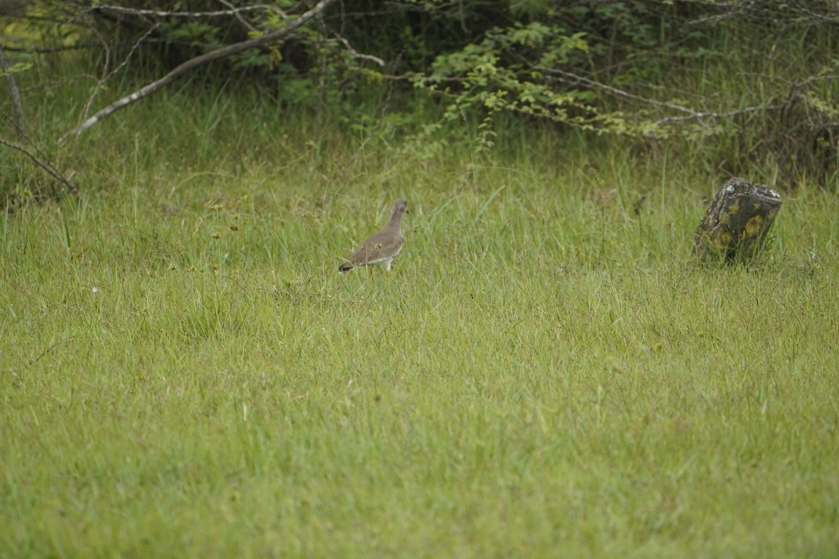 Gray-headed Lapwing - ML645767999
