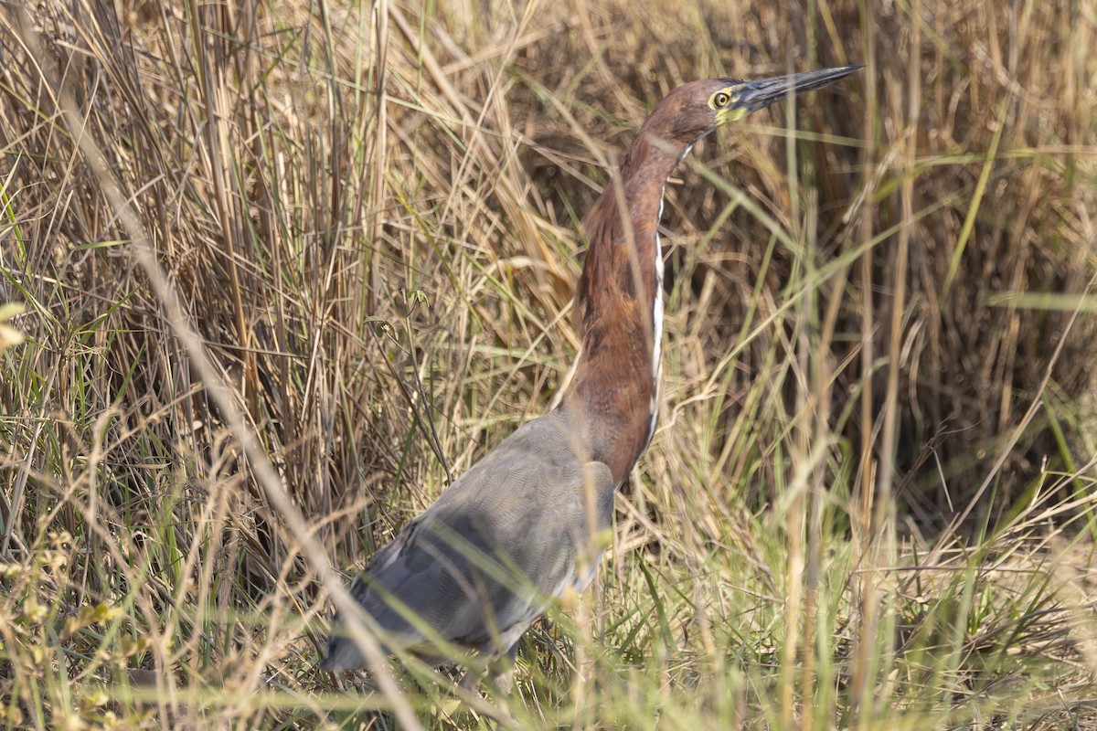 Rufescent Tiger-Heron - ML645768000