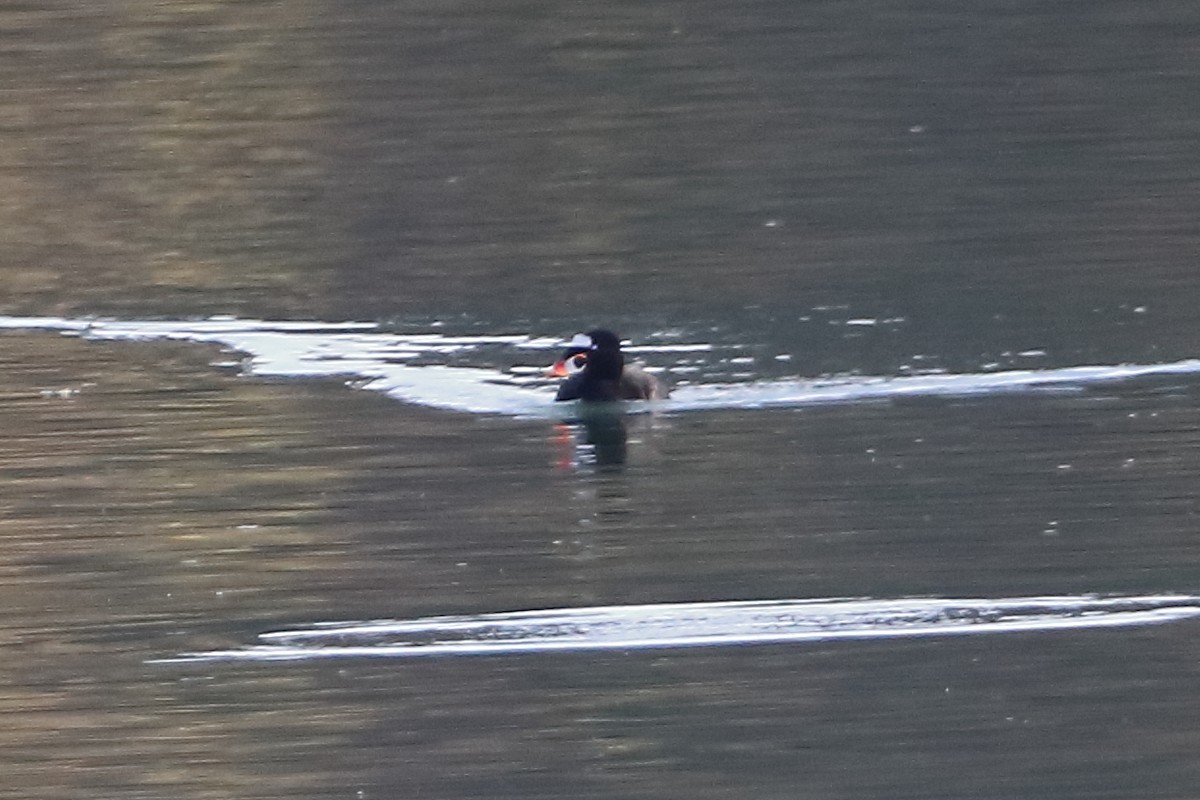 Surf Scoter - ML645768001