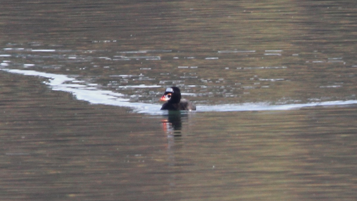 Surf Scoter - ML645768002