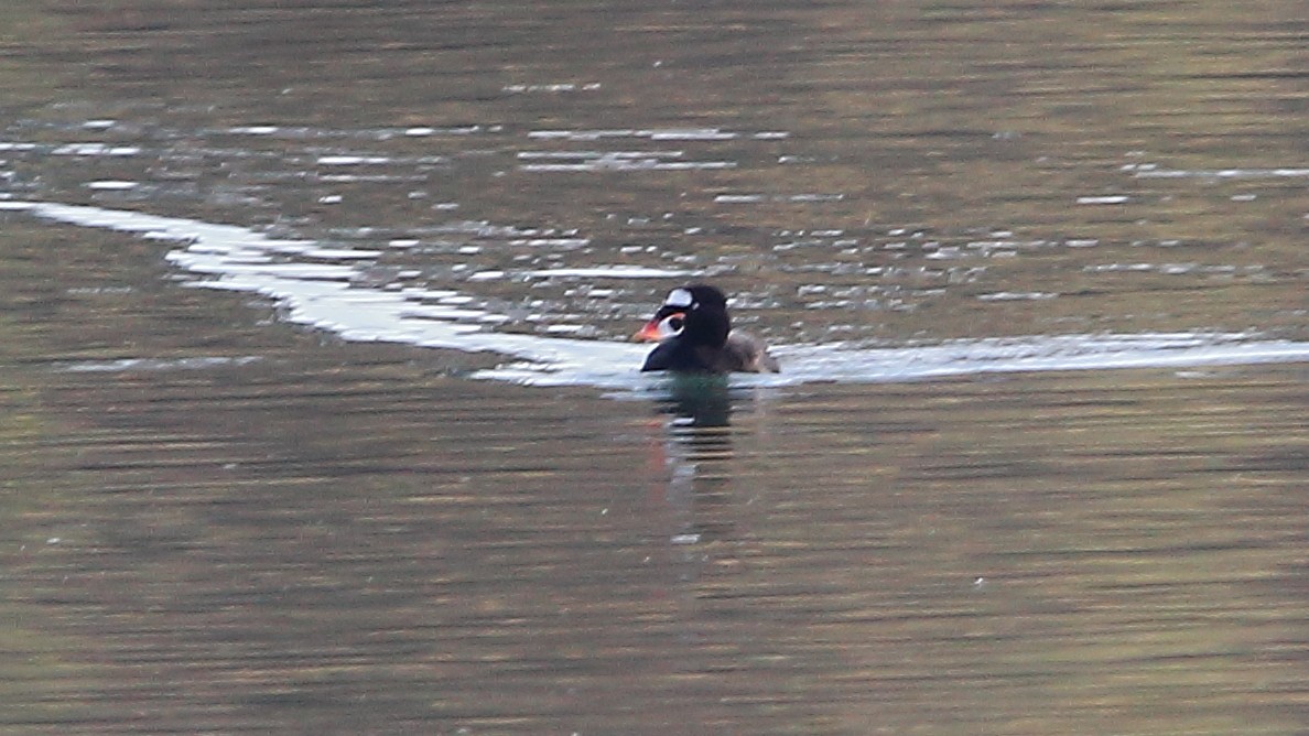Surf Scoter - ML645768003