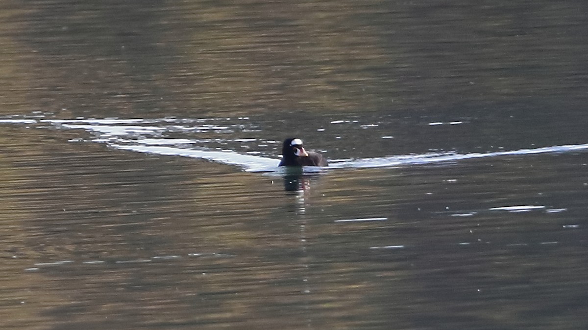 Surf Scoter - ML645768004