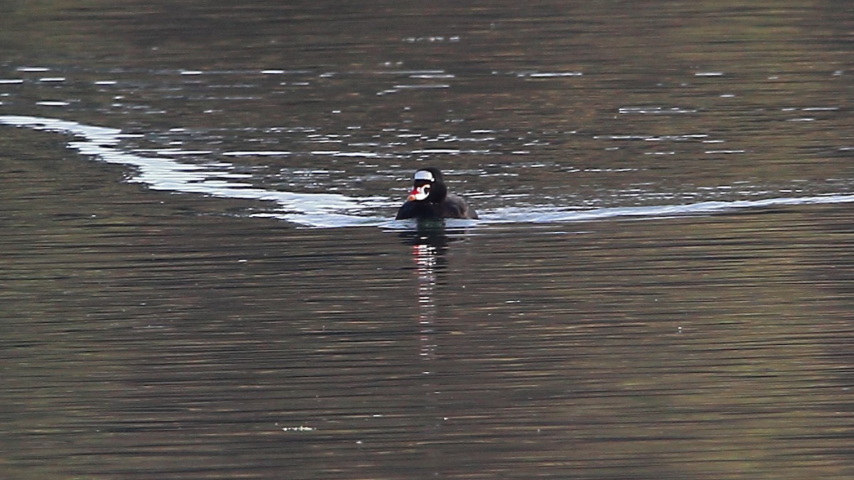 Surf Scoter - ML645768005