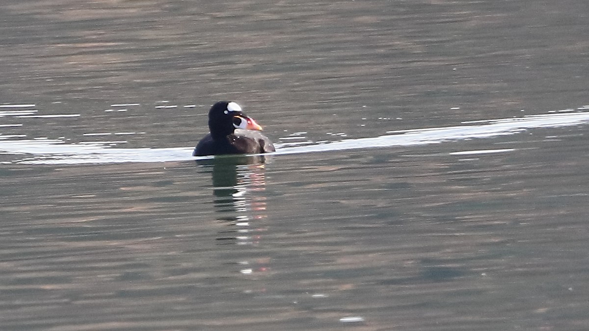Surf Scoter - ML645768006